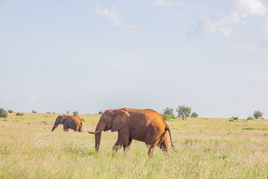2 GG Maasai Mara